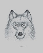 Głowa wilka (Head of a wolf)